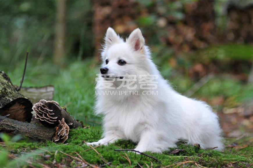 意大利狐狸犬 奎里纳勒狗 佛罗伦萨斯皮茨犬 佛罗伦萨猎犬 博美犬 犬种百科 爱宠客 Ipetke Com